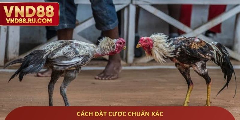 Cách đặt cược chuẩn xác