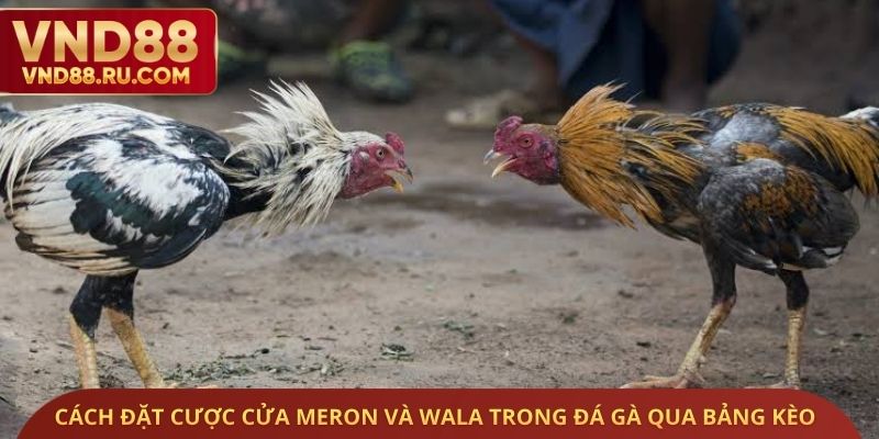 Cách đặt cược cửa Meron và Wala trong đá gà qua bảng kèo