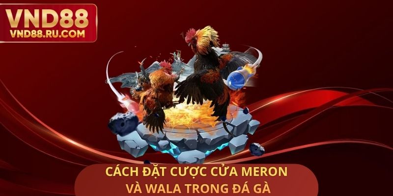 Cách Đặt Cược Cửa Meron Và Wala Trong Đá Gà