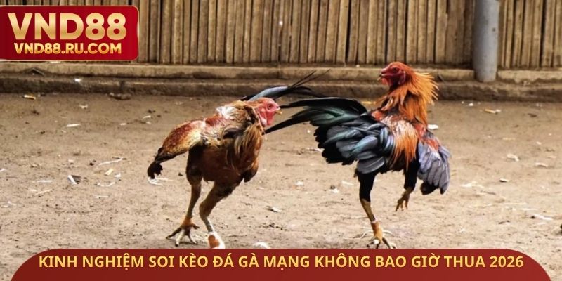 Kinh nghiệm soi kèo đá gà mạng không bao giờ thua 2026