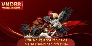 Kinh Nghiệm Soi Kèo Đá Gà Mạng Không Bao Giờ Thua
