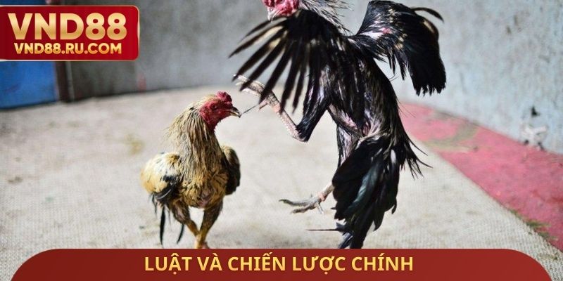 Luật và chiến lược chính