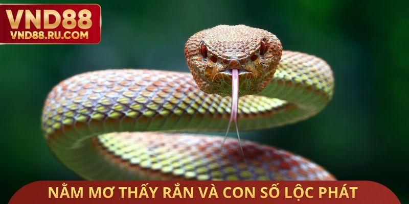 Nằm mơ thấy rắn và con số lộc phát