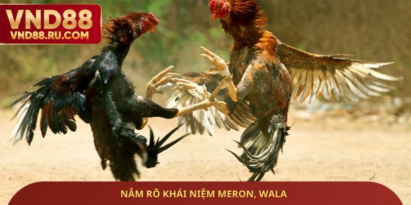 Nắm rõ khái niệm Meron, Wala
