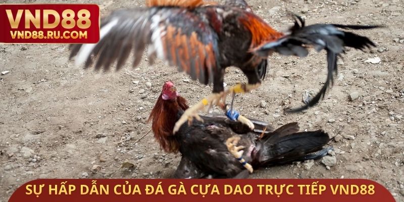 Sự hấp dẫn của đá gà cựa dao trực tiếp VND88