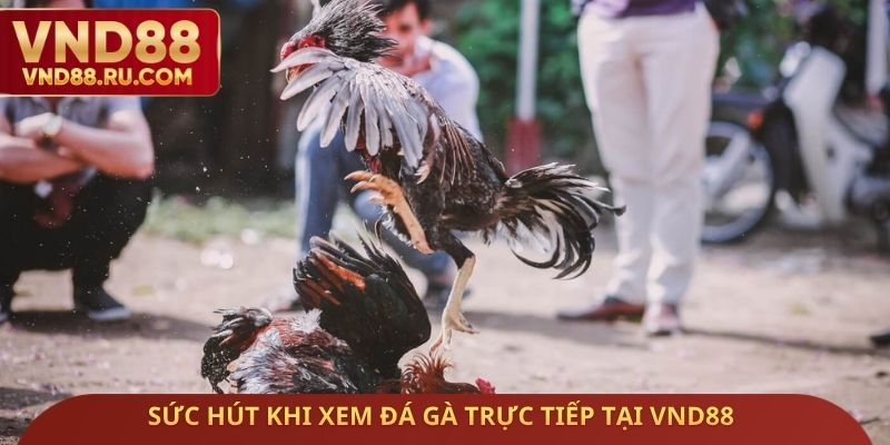 Sức hút khi xem đá gà trực tiếp tại VND88
