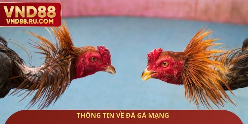 Thông tin về đá gà mạng