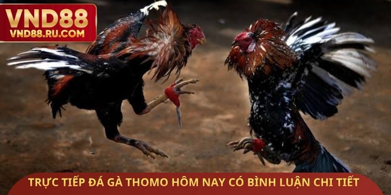 Trực tiếp đá gà Thomo hôm nay có bình luận chi tiết