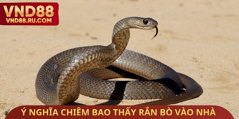 Ý nghĩa chiêm bao thấy rắn bò vào nhà